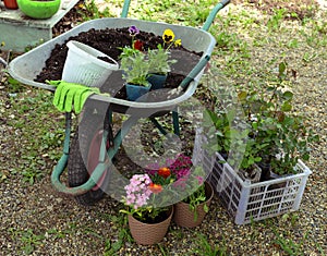 Truck with flowerpots, working tools, seedlings and sprouts of rose, daisy, pansy