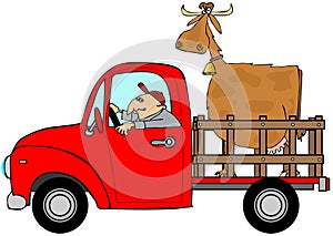 Truck hauling a cow