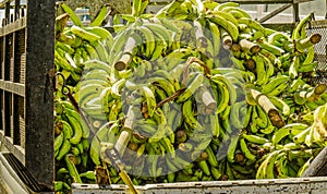 Truck Load of Green Bananas in Old San Juan