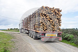 Truck with load of tree trunks of eucalyptus