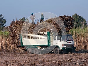 Truck loaded with sugarcane