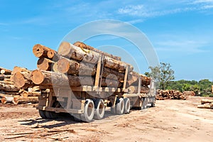 Truck loaded with wood logs