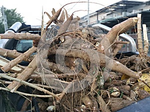A truck of raw tapioca root