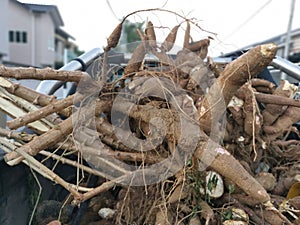 A truck of raw tapioca root