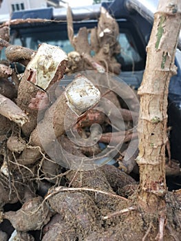 A truck of raw tapioca root