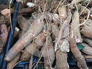 A truck of raw tapioca root