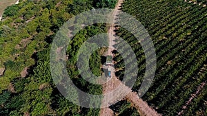 Truck among rows of vineyard before harvesting