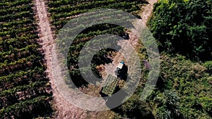 Truck among rows of vineyard before harvesting