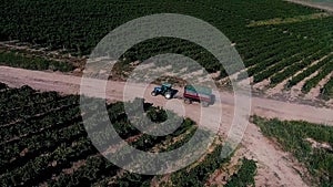 Truck among rows of vineyard before harvesting