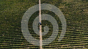 Truck among rows of vineyard before harvesting