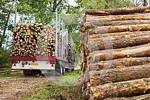 Truck and trailer loaded with pine tree trunks