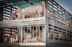 Truck transport pigs