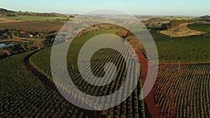 Truck travels on a dirt road next to a coffee plantation in Brazil - aerial view