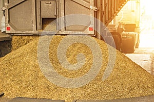 A truck unloads grain at a grain storage and processing plant, a grain storage facility, unloading seed, plant