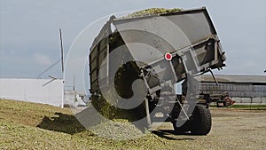 Truck Unloads Harvested for Silage Maize on the Farm