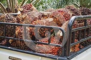 Truckload of oil palm fruitlets