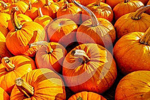 A Truckload of Ripe Pumpkins