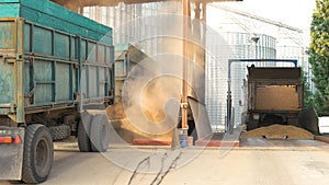 Trucks dumping grain in a warehouse after harvest.