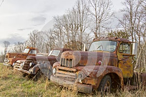 Trucks rusting n field