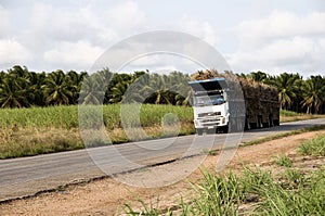 Trucks for transport of sugarcane