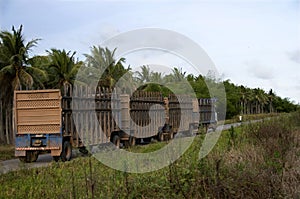 Trucks for transport of sugarcane