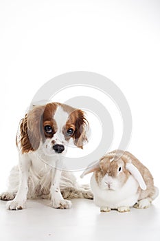 True animal friends. Real dog and lop together. Cavalier king charles spaniel dog with live orange rabbit loves each