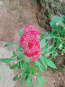 The True Beautiful Red Flowers