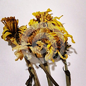 Dried flowers