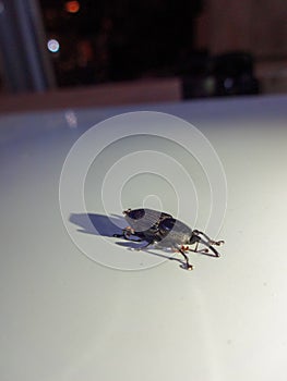 true beetle or called Dryophthorus