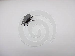 true beetle or called Dryophthorus