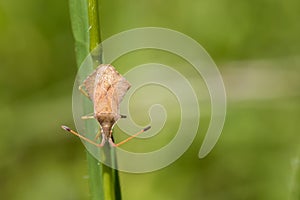 True bug - Coreus marginatus - on a grass