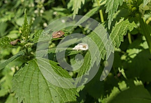 A True Bug rests on a Nettle plant leaf