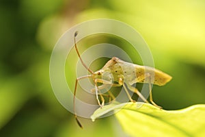 True bugs on green leaf