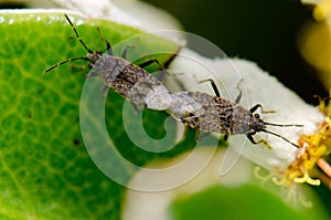 True bugs mating.