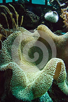 True Carpet Anemone Stichodactyla gigantean