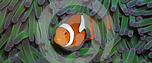True Clown Anemonefish