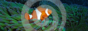 True Clown Anemonefish Nemo