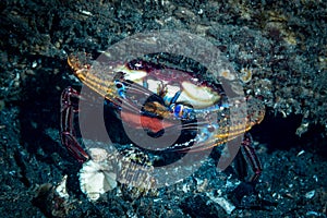 True Crab, Infraorder Brachyura