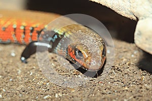 True fire skink