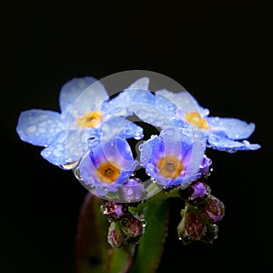 True forget-me-not