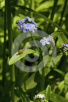 True Forget-me-not  807139 photo