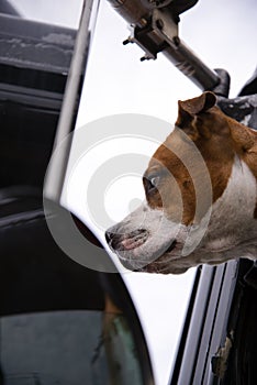 This true friend in any situation is ready to help - a thoroughbred fighting dog of red and white color peeks out of the semi