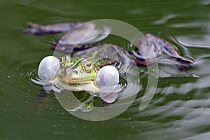 True frog in pond
