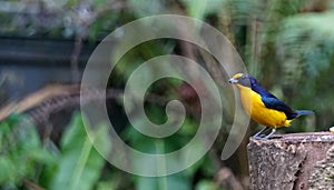 True Gaturamo or Bonito-Lindo, bird of the Atlantic Forest