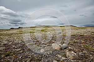 True icelandic landscape - moss covers stones