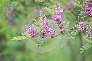 True indigo Indigofera tinctoria, flowering branch
