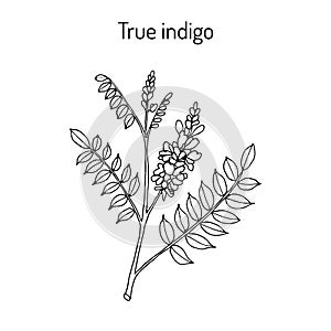 True indigo indigofera tinctoria , medicinal plant