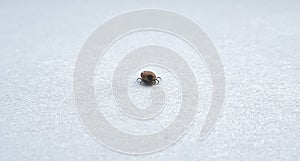 A true ixodid mite blood sucking parasite carrying the acarid disease sits on a On a field on a hot summer day, hunting in