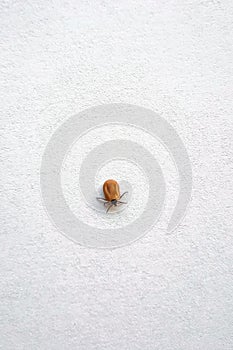 A true ixodid mite blood sucking parasite carrying the acarid disease sits on a On a field on a hot summer day, hunting in