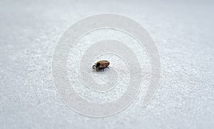 A true ixodid mite blood sucking parasite carrying the acarid disease sits on a On a field on a hot summer day, hunting in